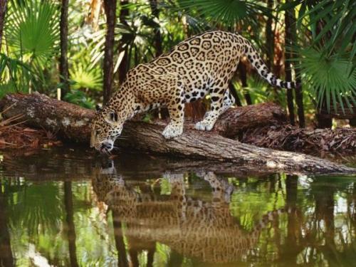 Trópusi esőerdők, jaguár | Neptun Dive Center