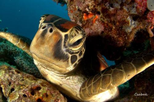 Tengeri teknős | Neptun Dive Center 