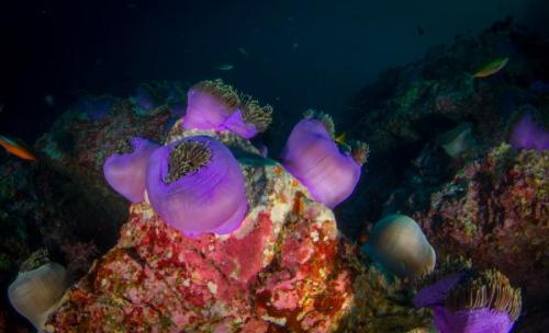 Óriás tengei rózsa | Neptun Dive Center 